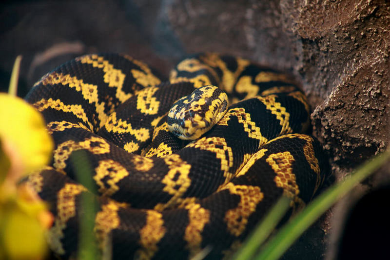 python snake in terrarium